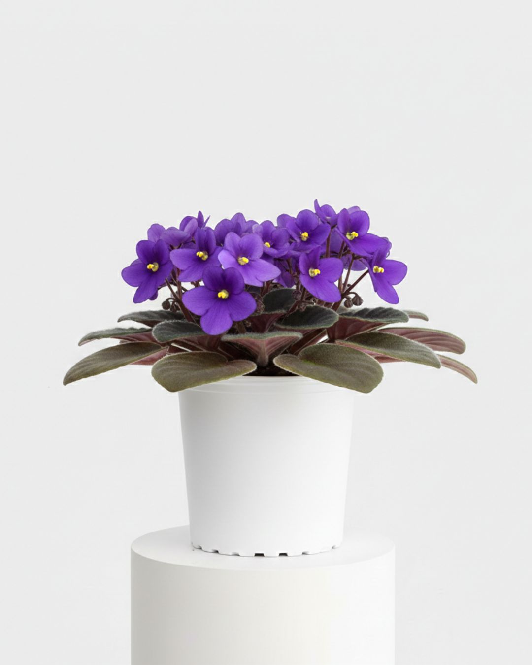 African Violet Assorted Colours