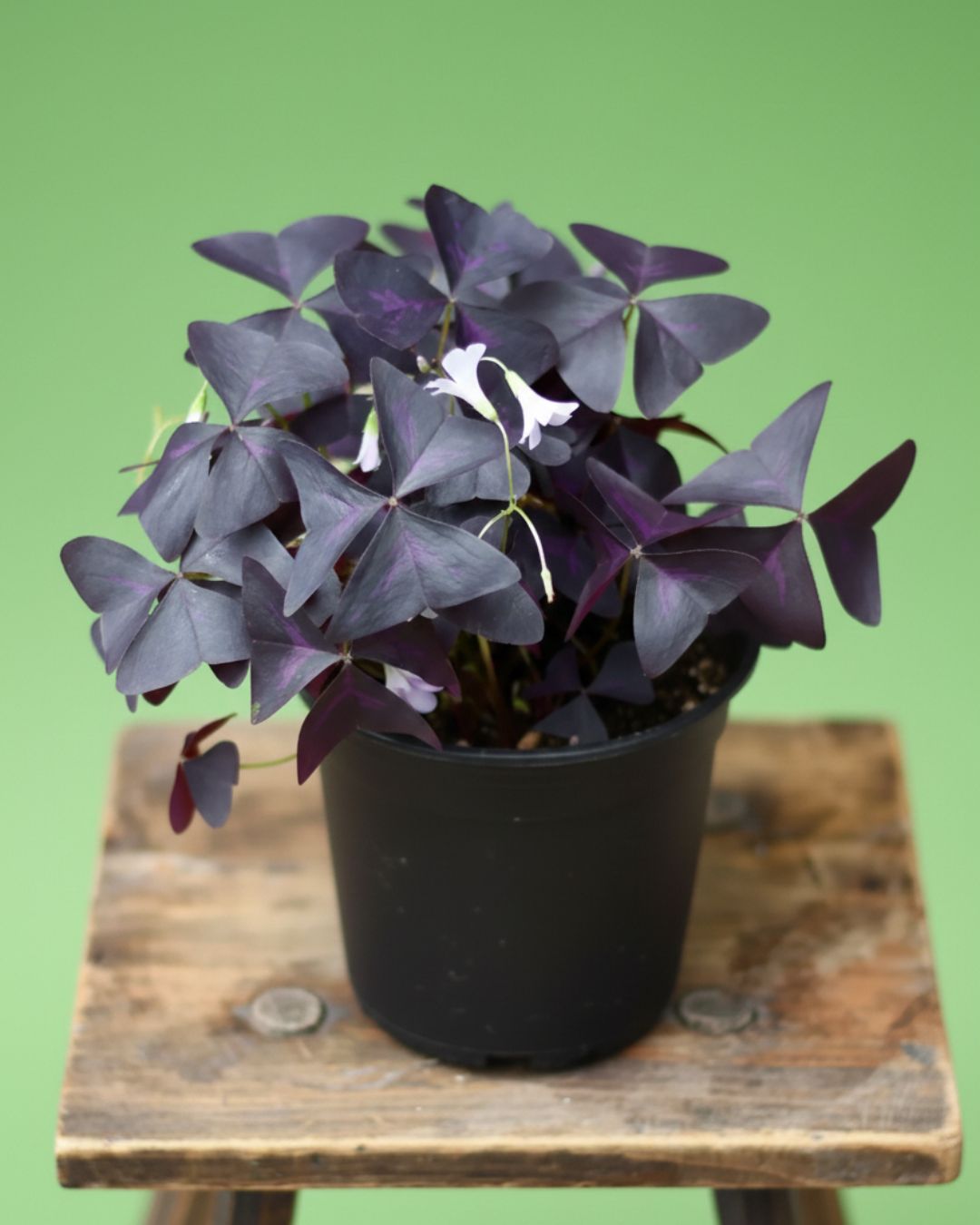 Shamrock, Colour: Purple