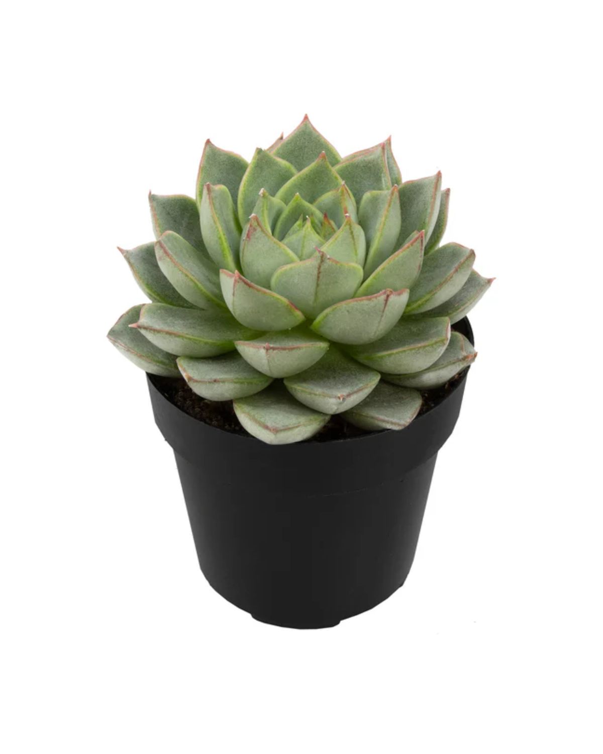 2.5" Echeveria  Artichoke