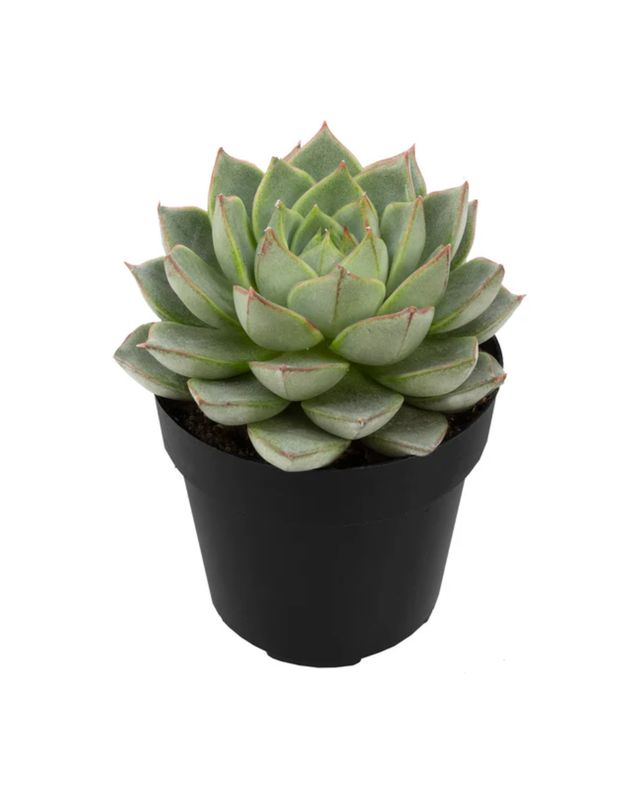 2.5" Echeveria  Artichoke