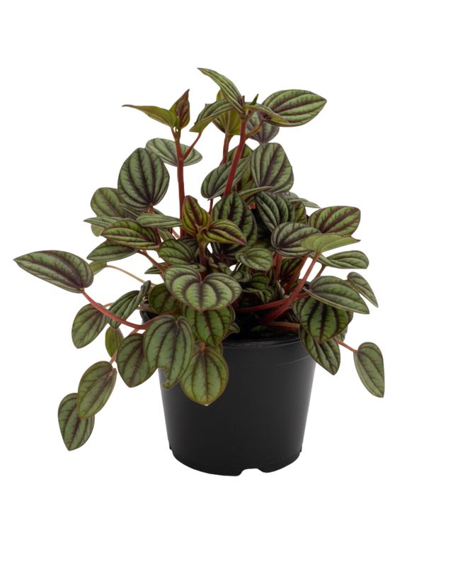 3" Tiny Peperomia Piccolo Banda