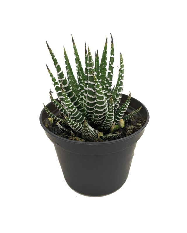 2.5" Hawarthia  Limifolia Zebra