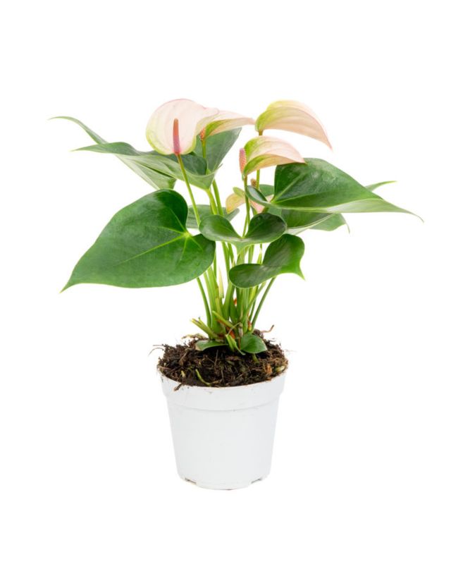 4" Anthurium Joli Pulse