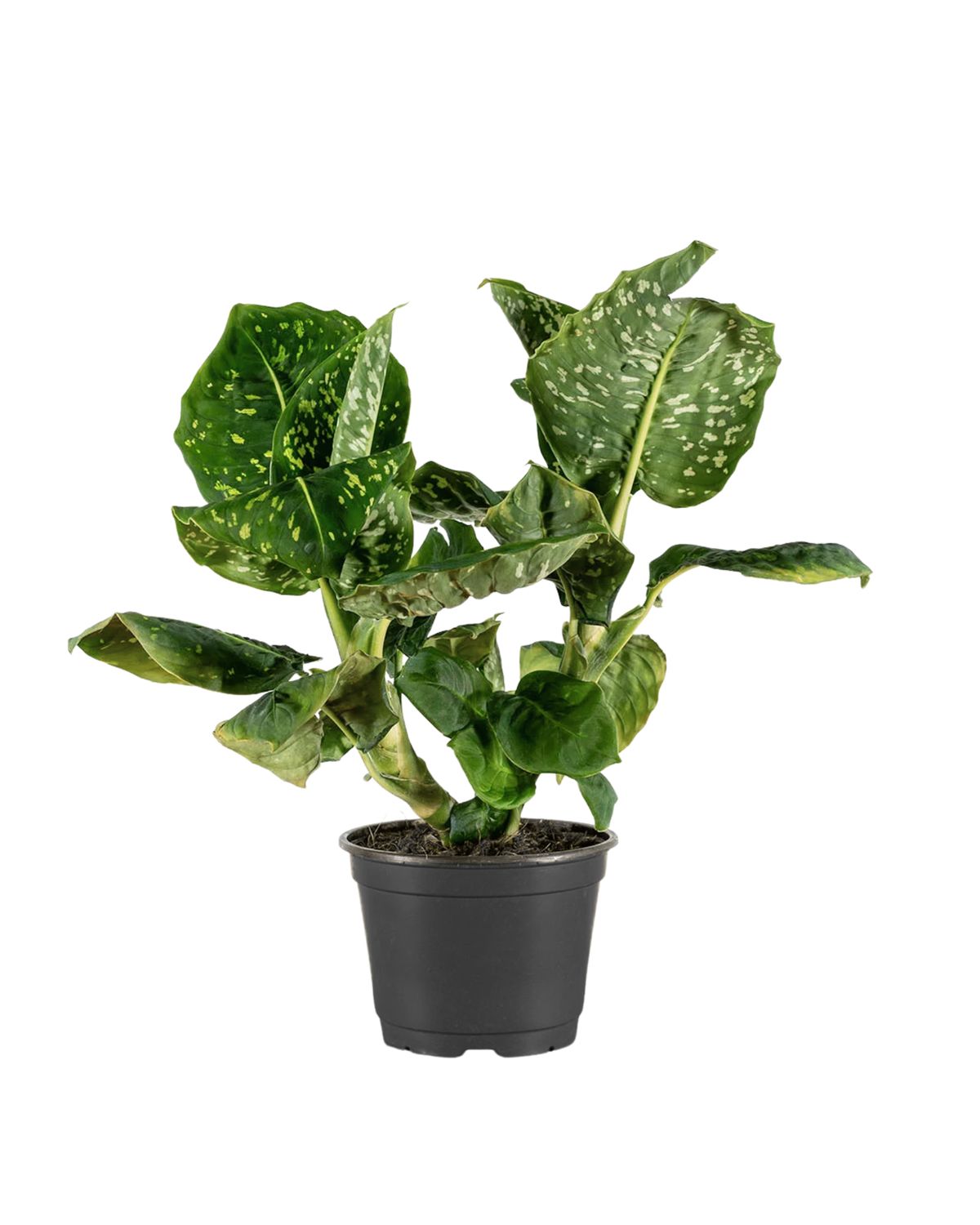 4" Dieffenbachia Reflector
