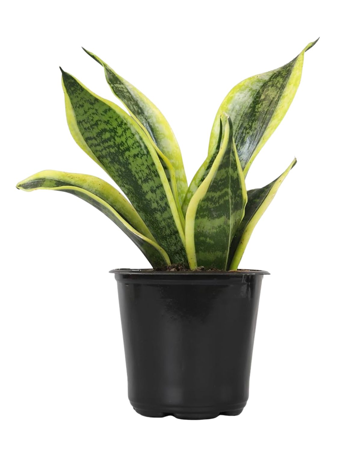 4" Sansevieria Superba
