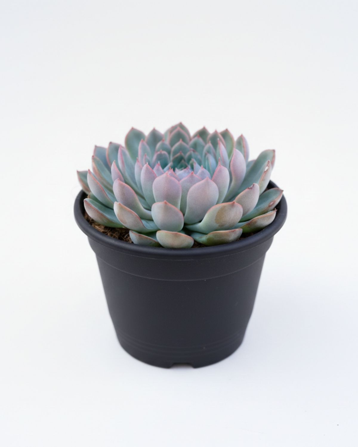 2.5" Echeveria Apus