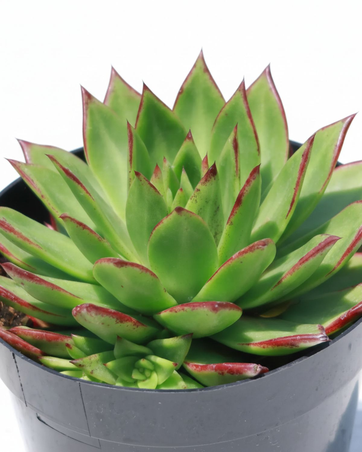 2.5" Echeveria Agavoides