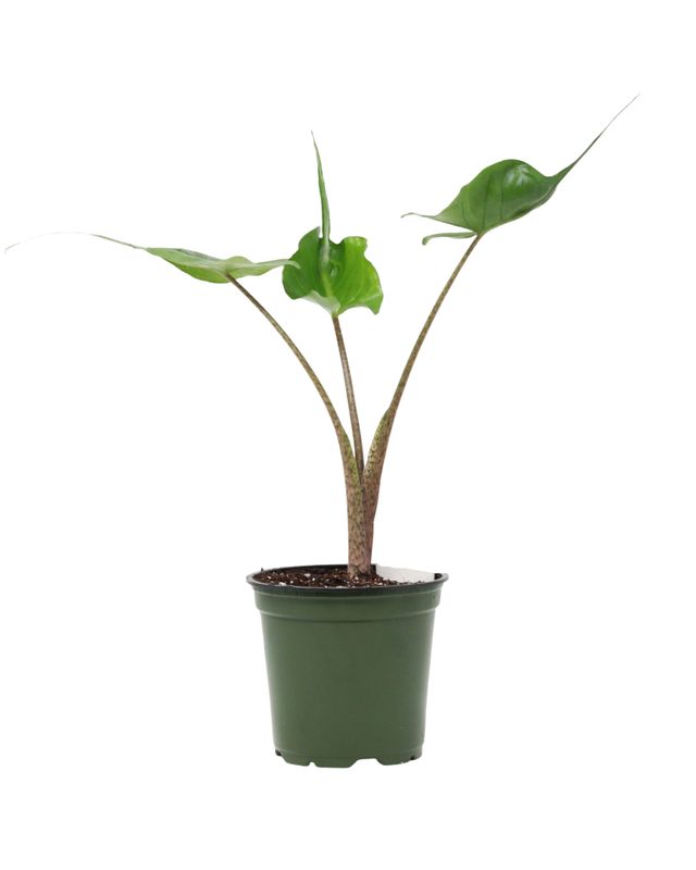 4" Alocasia Stingray