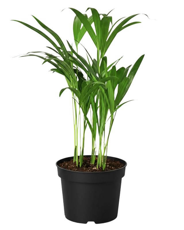 4" Aracea Palm