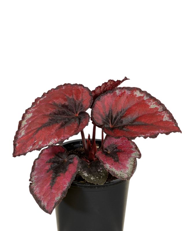 4" Begonia Red Kiss