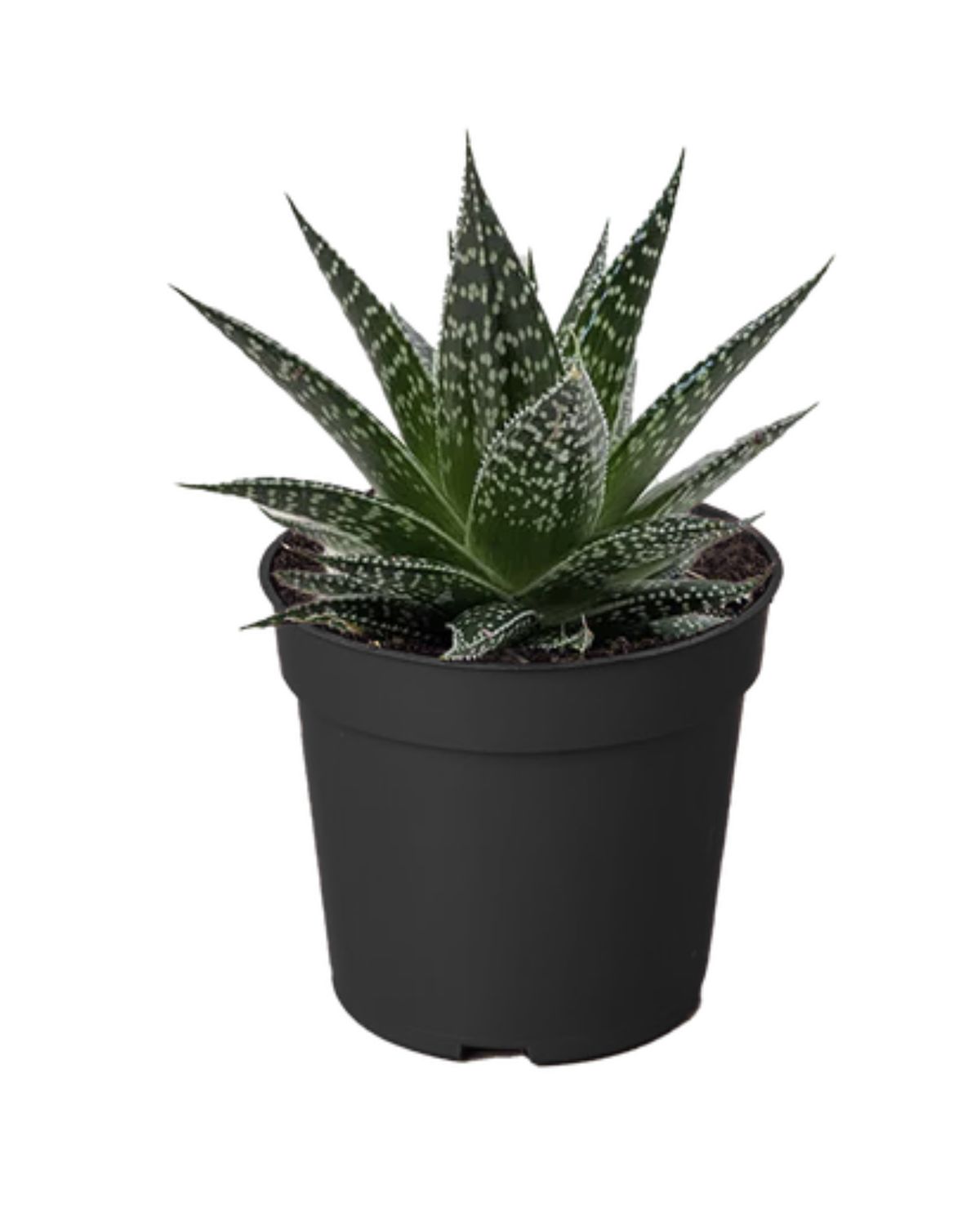 2.5" Gasteria Durban