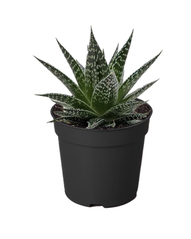 2.5" Gasteria Durban