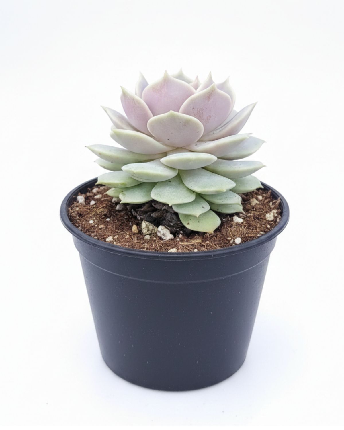 2.5" Echeveria Lola,