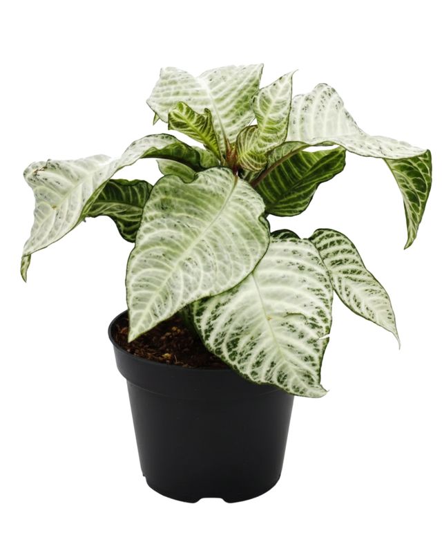 4" Aphelandra White Wash