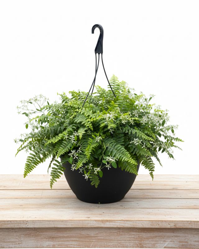15" Pot Fern &amp; Euphorbia Hanging Basket