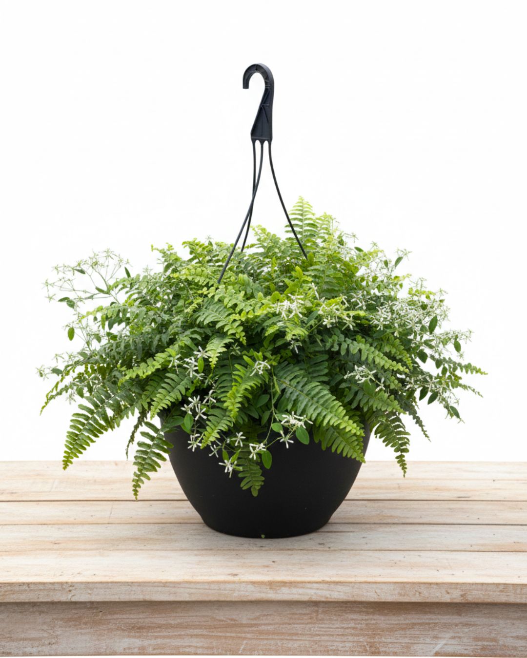 15" Pot Fern &amp; Euphorbia Hanging Basket