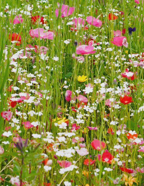 Pacific Northwest Blend