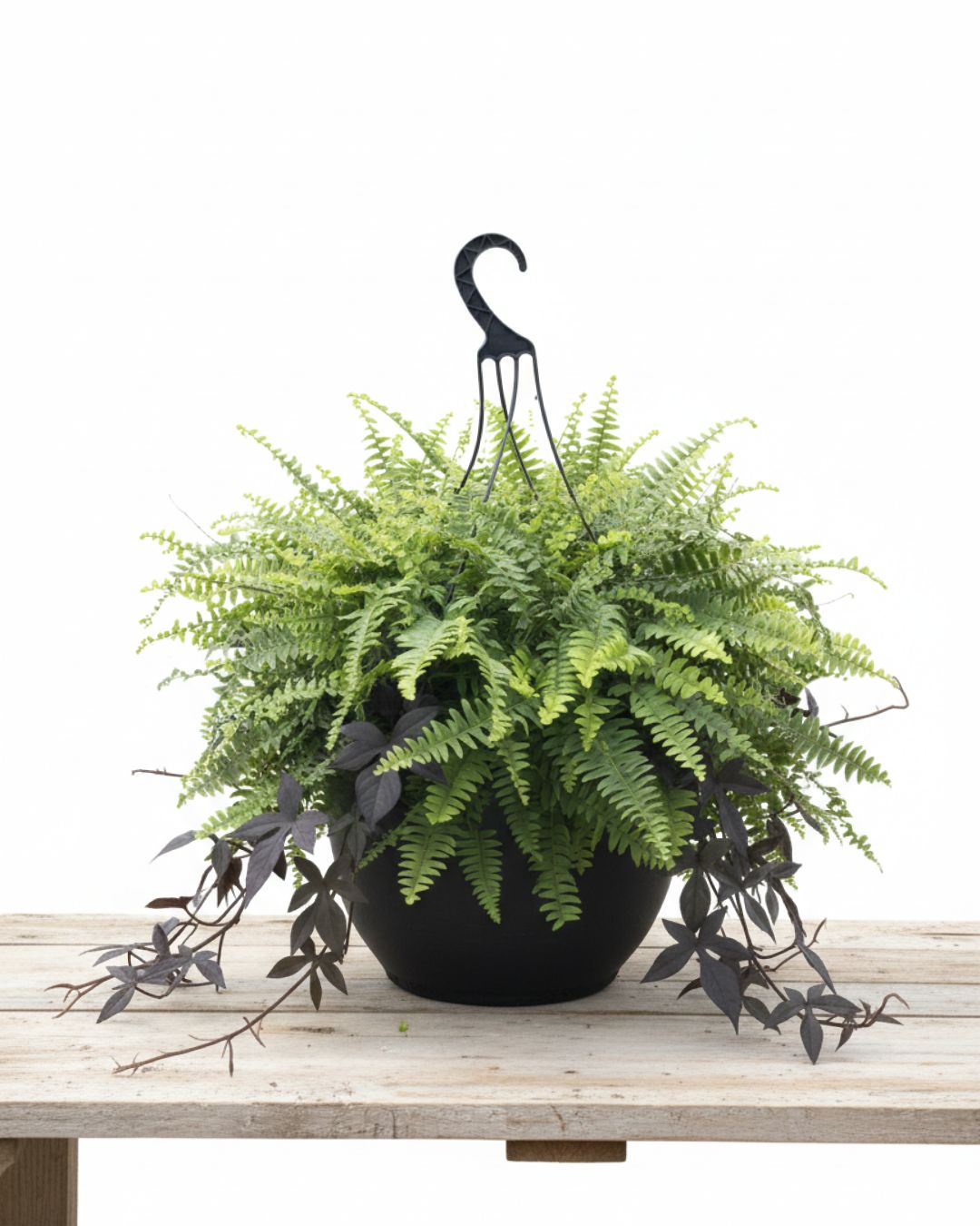15" Pot Boston Fern with Purple Potato Vine