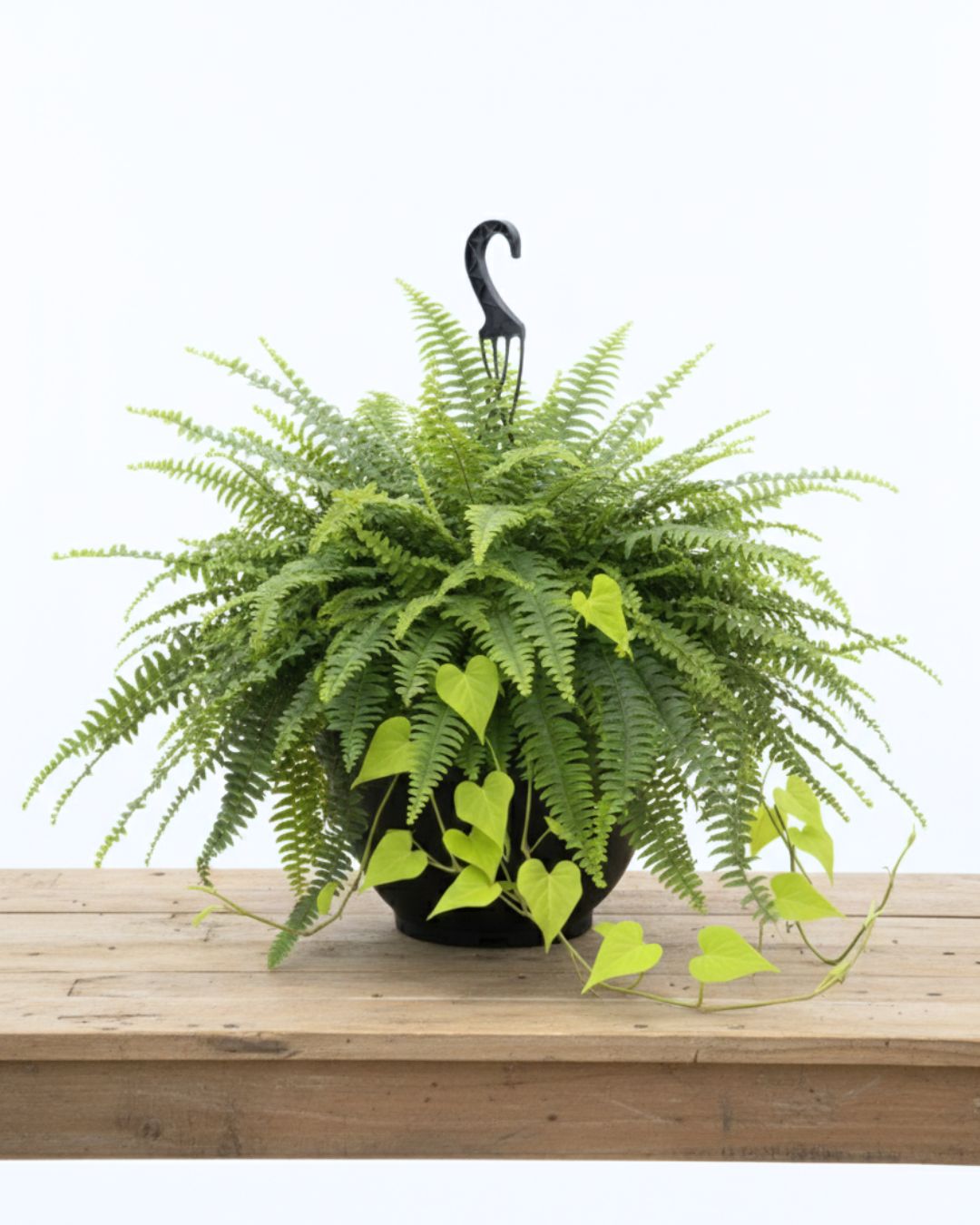 15" Pot Boston Fern with Green Potato Vine
