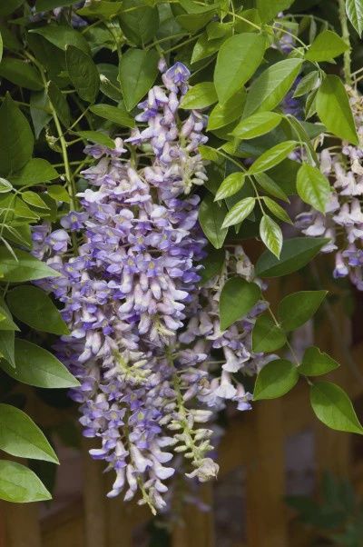 Wisteria-Summer Cascade 'Betty Matthews'