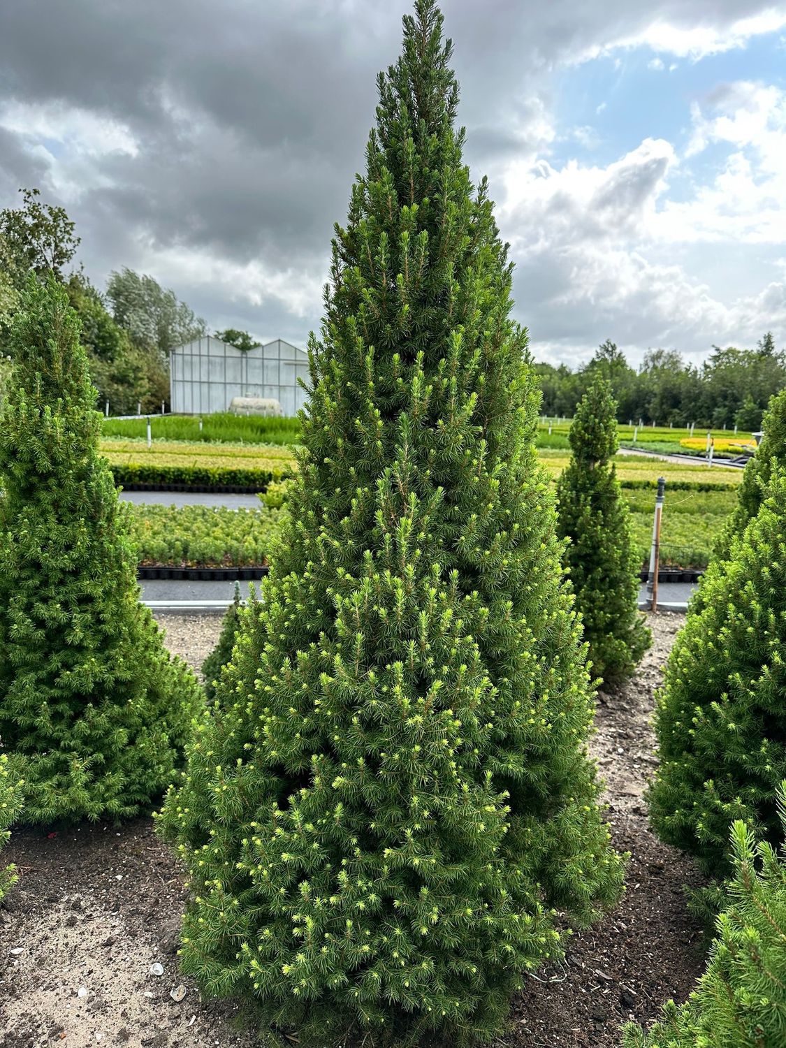 Spruce 'Spruce It Up'