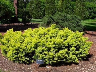 Golden Japanese Yew 'Aurescens'