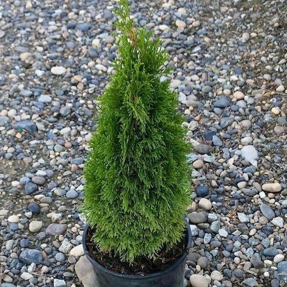 Emerald Petite Arborvitae