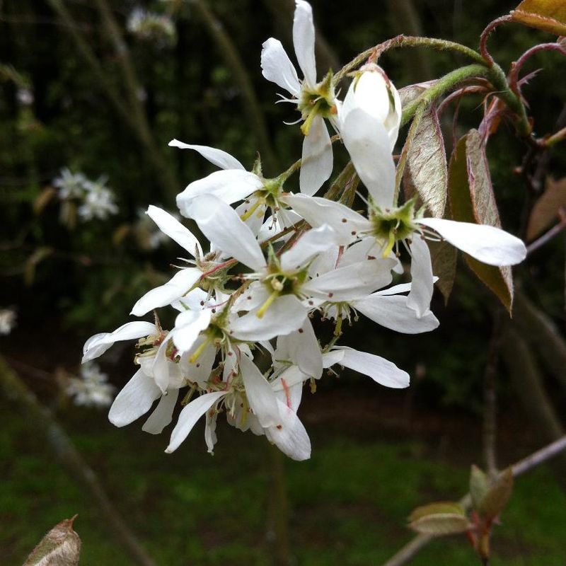 Serviceberry