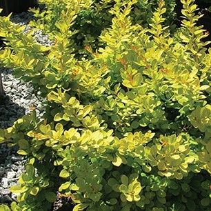 Barberry 'Monry Sunsation'