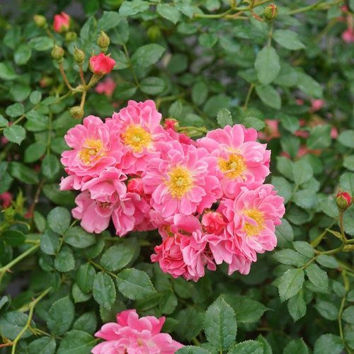 Oso Easy® Double Pink Rose