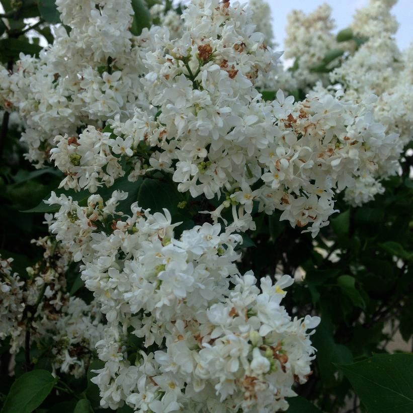 Lilac 'Madame Lemoine'