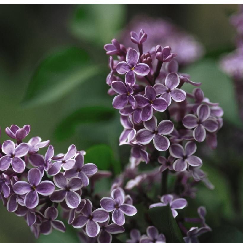 Lilac 'Sensation'