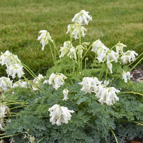 Bleeding Heart - Sun Jewels™ 'White Diamonds'