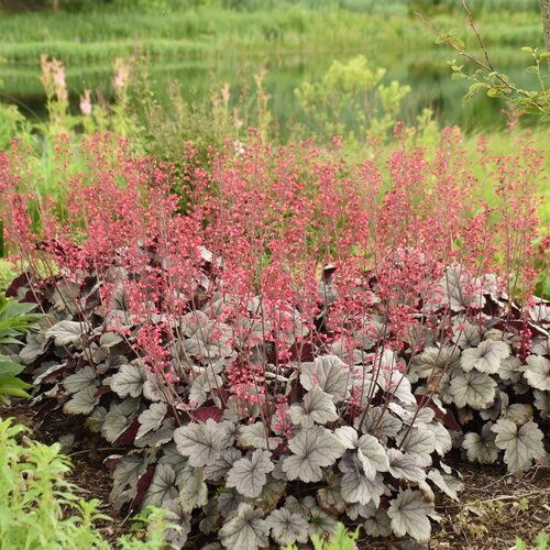 Coral Bell Dolce® 'Silver Gumdrop