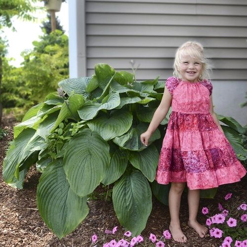 Hosta - Shadowland® Giant 'Empress Wu'
