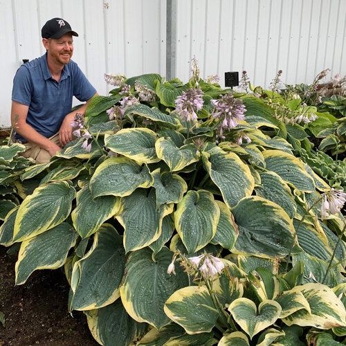 Hosta- Shadowland® Giant 'Gigantosaurus'