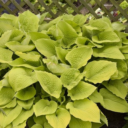Hosta Hybrid - Shadowland® Giant 'Coast to Coast'