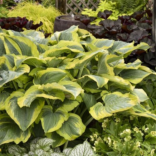 Hosta - Shadowland® 'Seducer'