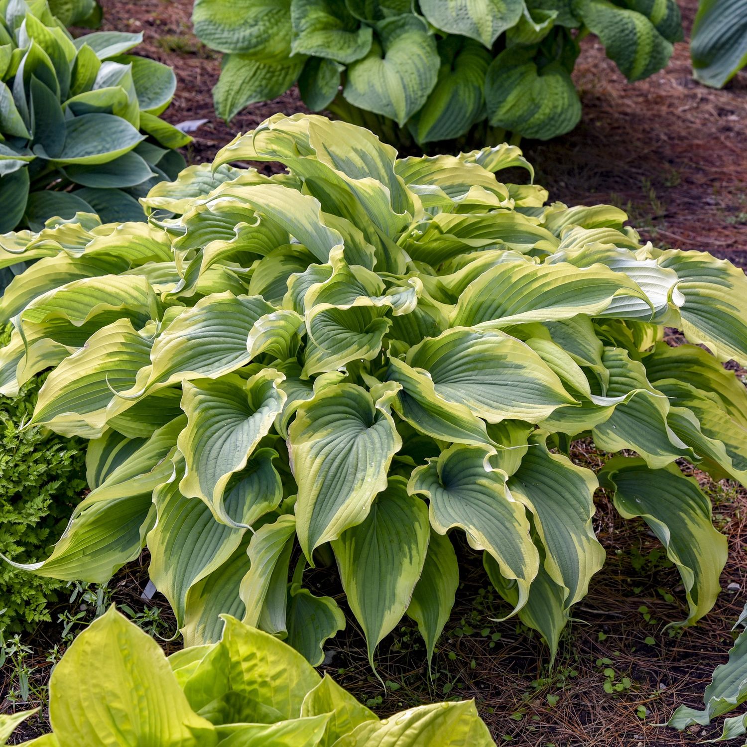 Hosta- Shadowland® 'Voices in the Wind'