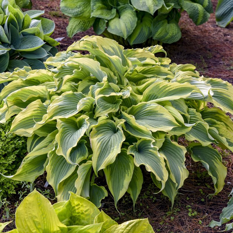 Hosta- Shadowland® 'Voices in the Wind'