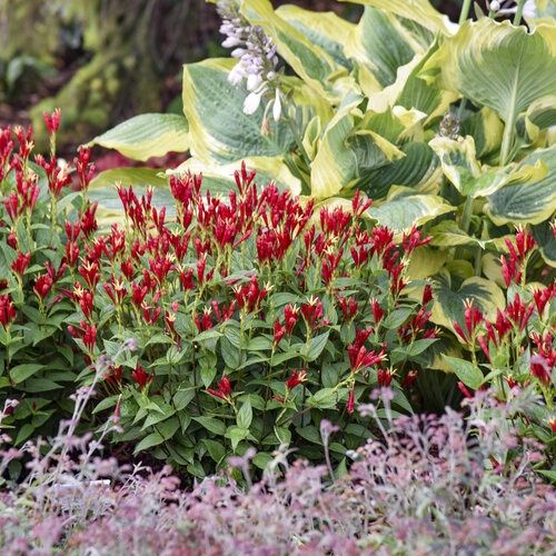 Spigelia marilandica 'Apple Slices'