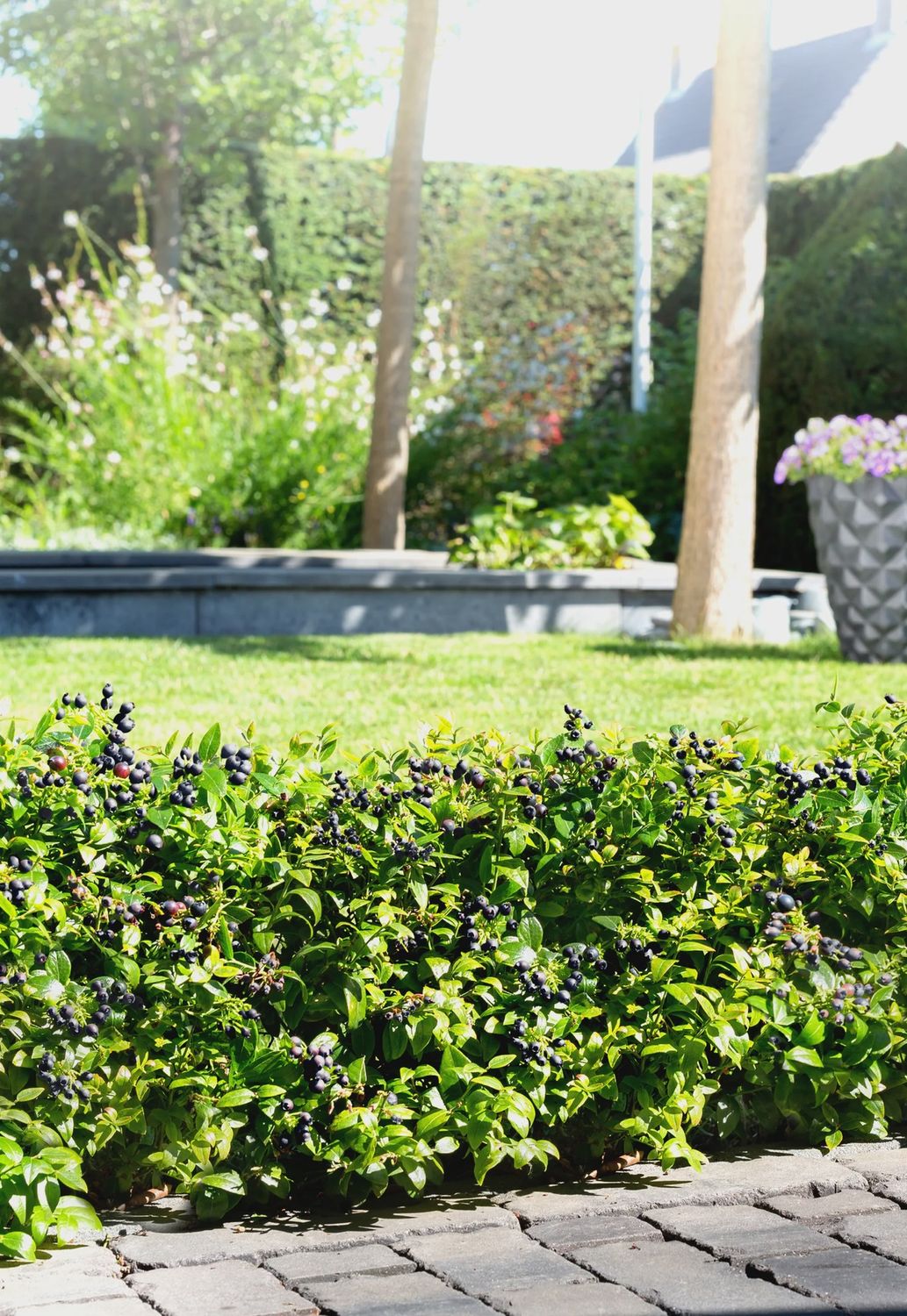 Highbush Blueberry  Berrybux™