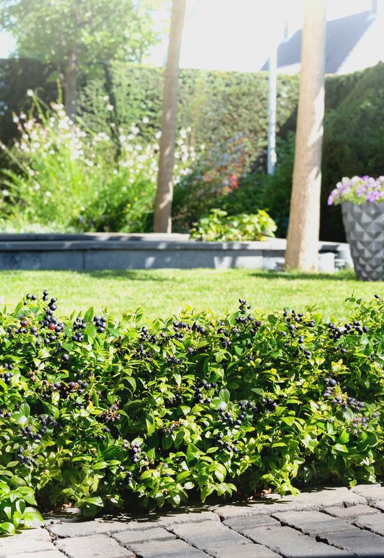 Highbush Blueberry  Berrybux™