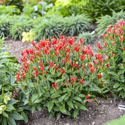 Spigelia marilandica 'Orange Slices'