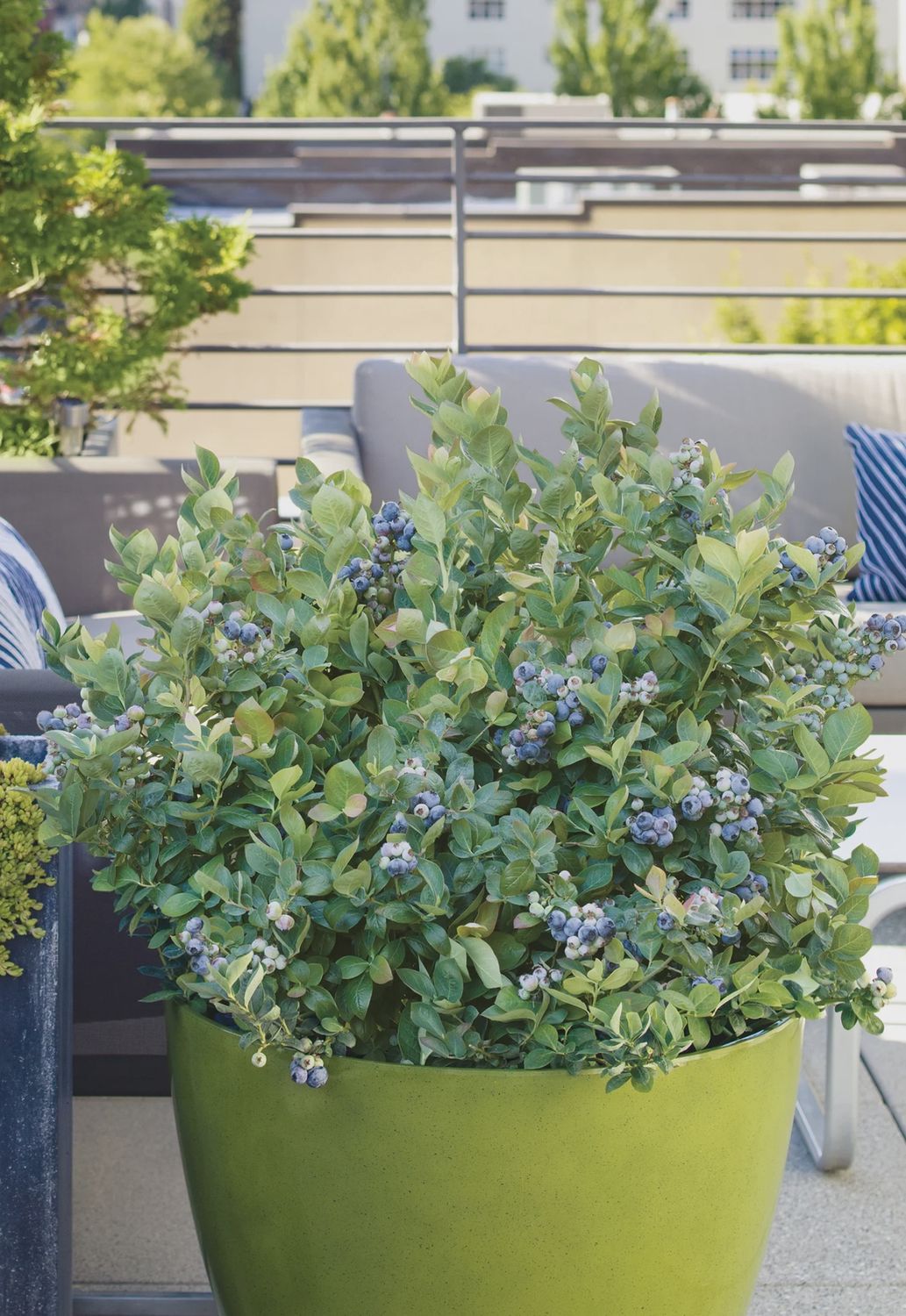 Highbush blueberry  'Peach Sorbet'