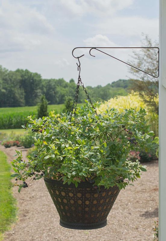 Highbush blueberry  'Sapphire Cascade®'
