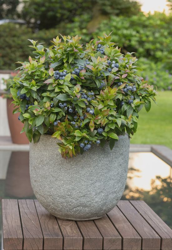 Highbush blueberry  'Jelly Bean®'
