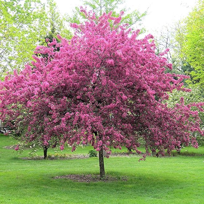 Flowering Cherry 'Kwanzan'