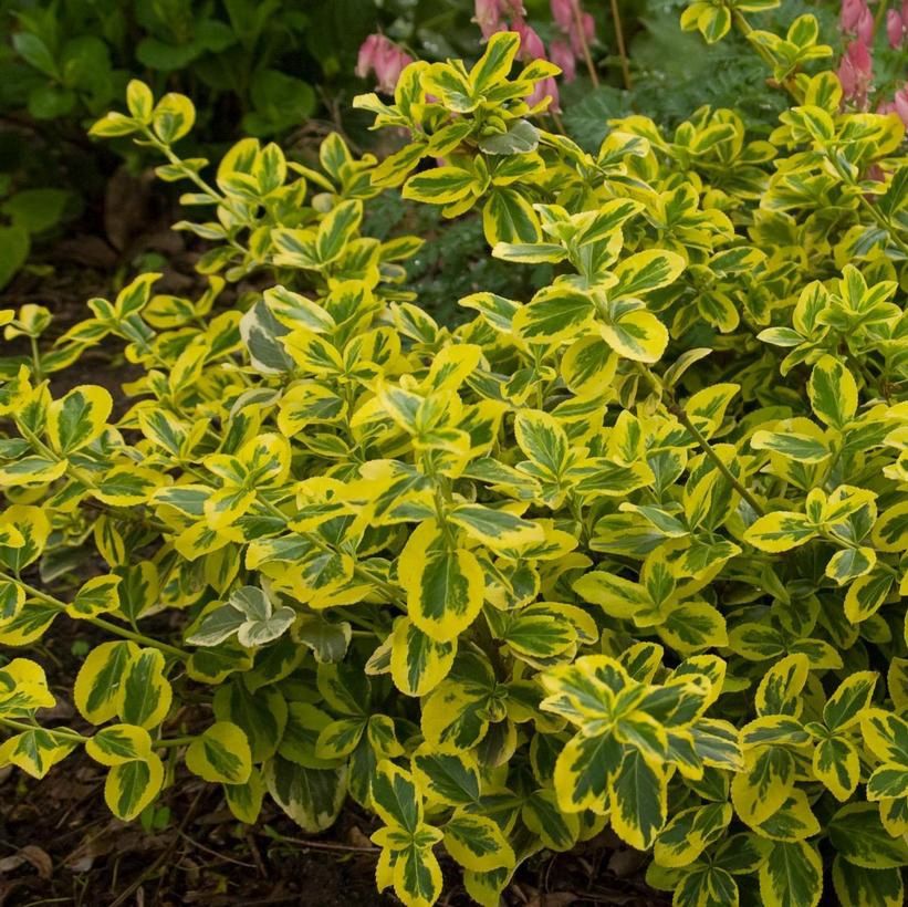 Euonymus  ''Gold Splash'