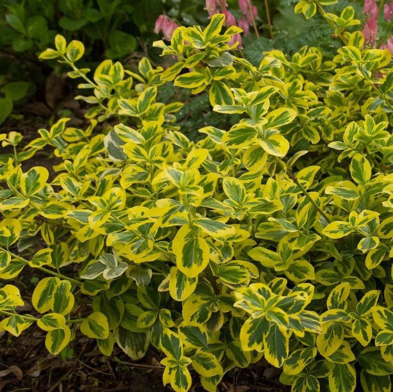Euonymus  ''Gold Splash'